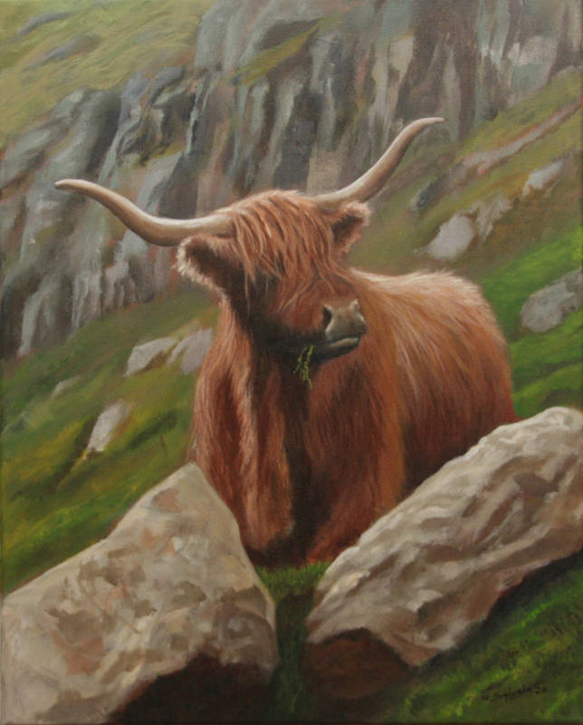 Highland cattle II